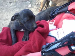 Bandog bez PP
